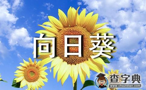 遥远的向日葵地读后感范文1